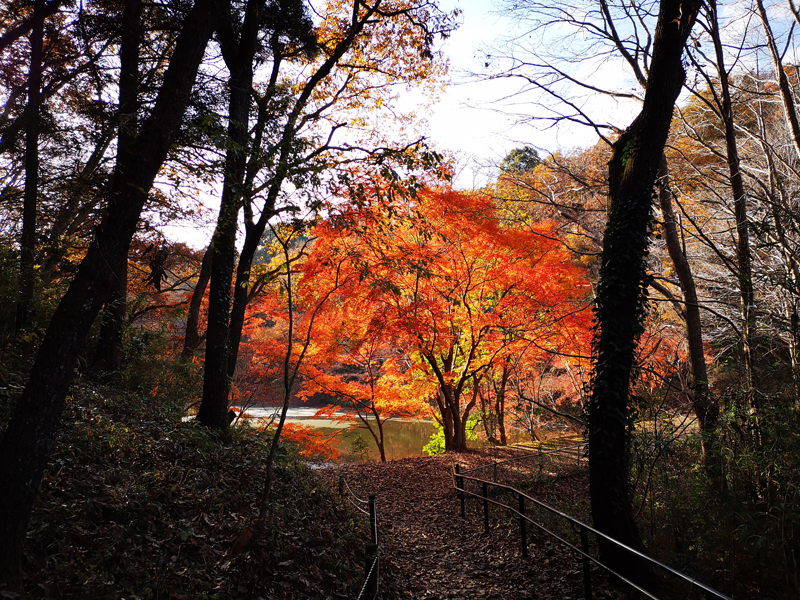 泉自然公園 紅葉 池