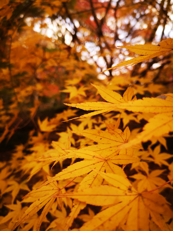 人気の 紅葉 スポット 泉自然公園 千葉 で自然を満喫