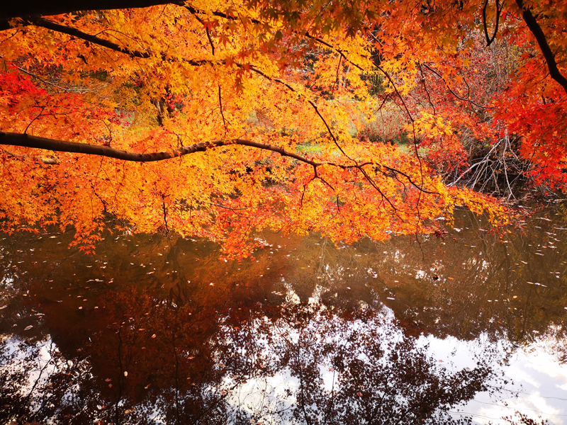 泉自然公園 紅葉 水面