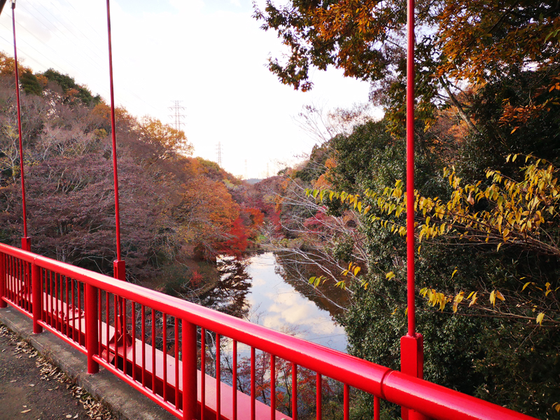 人気の 紅葉 スポット 泉自然公園 千葉 で自然を満喫