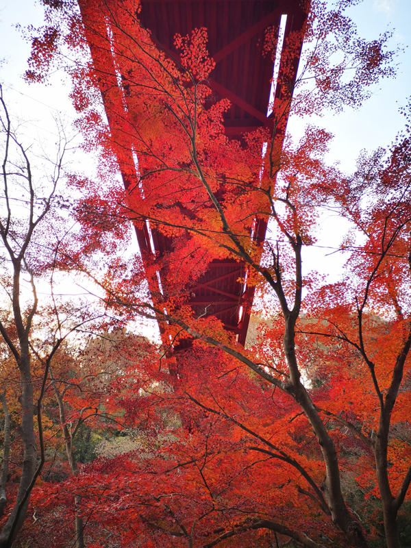泉自然公園 紅葉