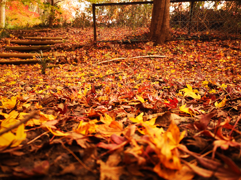 人気の 紅葉 スポット 泉自然公園 千葉 で自然を満喫