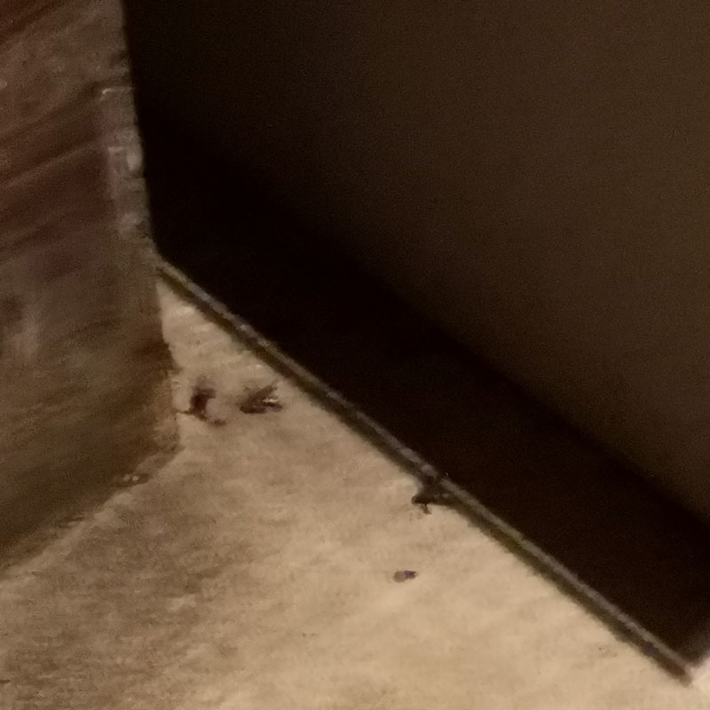 ハチ 殺虫剤 即効性